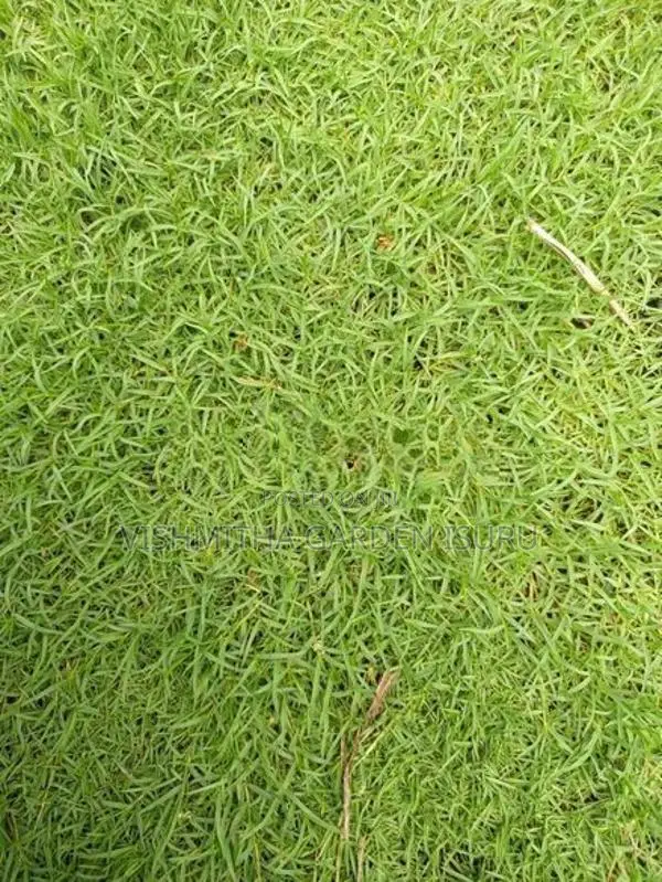Australian Grass Carpet