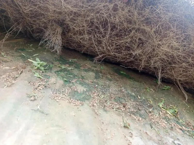 Australian Grass Carpet