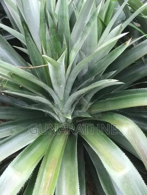 Pineapple Plants