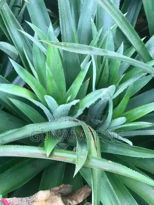 Pineapple Plants