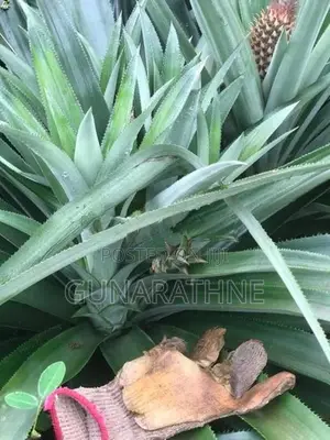 Pineapple Plants