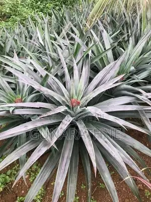 Pineapple Plants