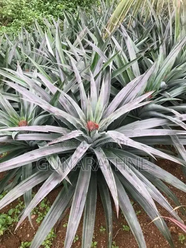 Pineapple Plants