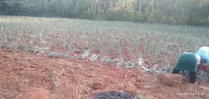 Pineapple Plants