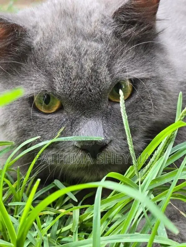 Persian Cats