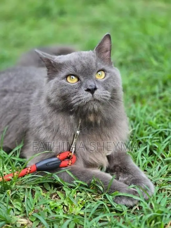 Persian Cats