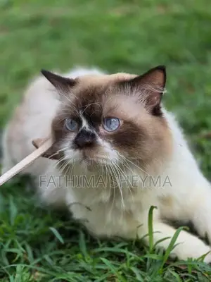 Persian Cats