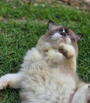 Persian Cats