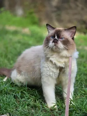 Persian Cats