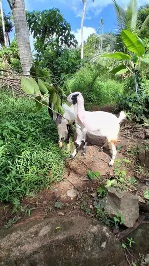 Eluwan