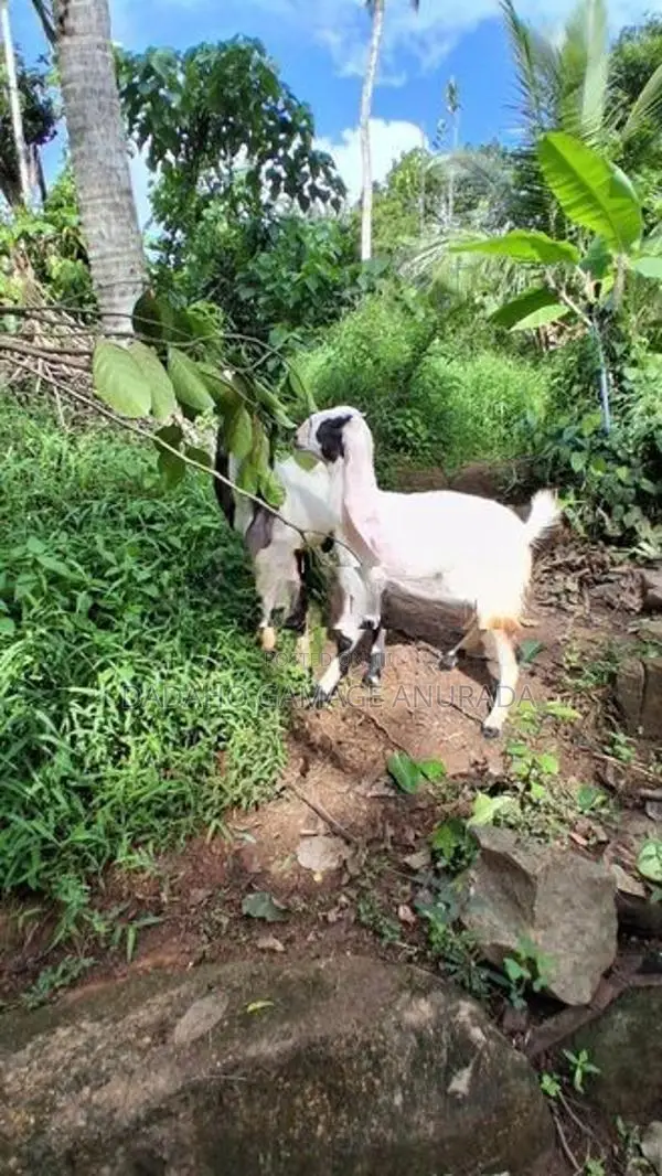 Eluwan