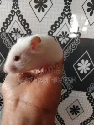 Red Eye White Hamster