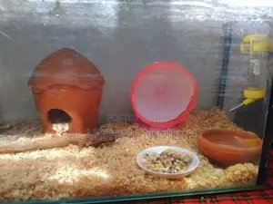 Red Eye White Hamster