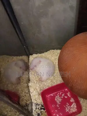 Red Eye White Hamster