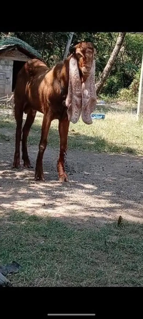 Govipolaka Sathun