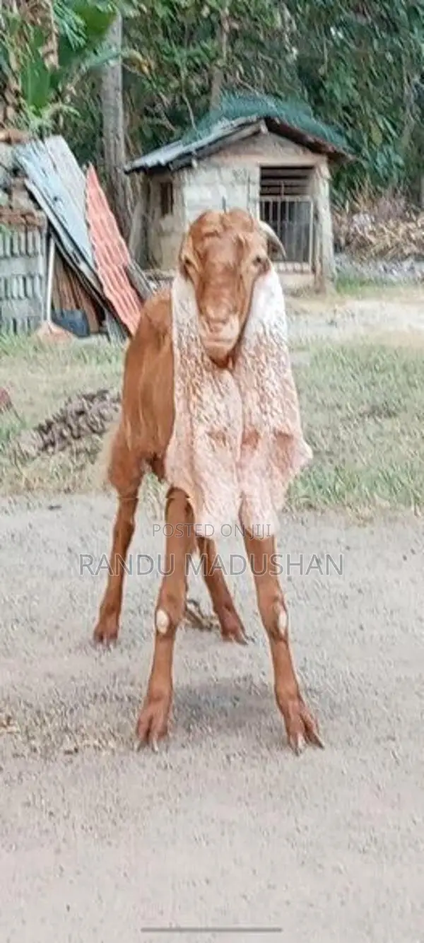Govipolaka Sathun