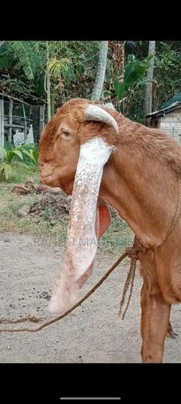 Govipolaka Sathun