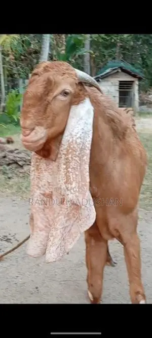 Govipolaka Sathun