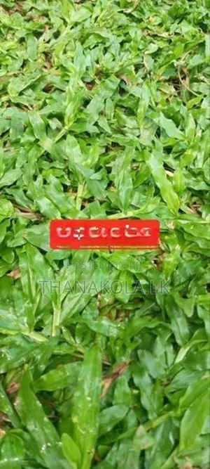 තණකොළ පිඩලි විකිණීම හා බිම සකසා අතුරා දීම. Sale Of Turf With Laying.