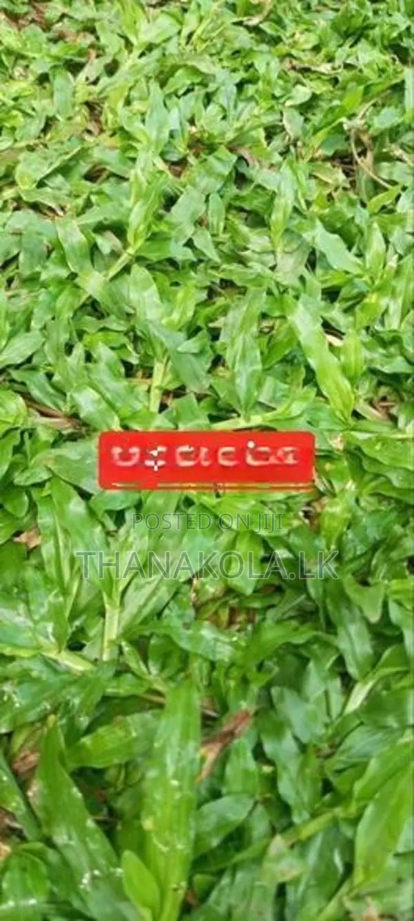 තණකොළ පිඩලි විකිණීම හා බිම සකසා අතුරා දීම. Sale Of Turf With Laying.