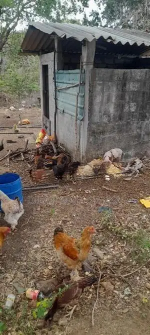 ගම් කුකුල්ලු සහ කිකිලියෝ 30 විකිනීමට බිත්තර දාන සතුන්