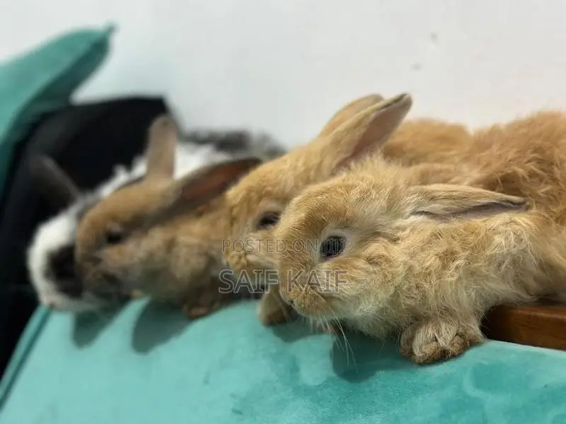 Angora
