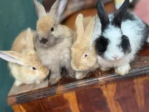 Angora
