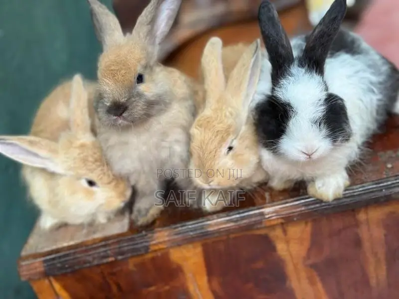 Angora