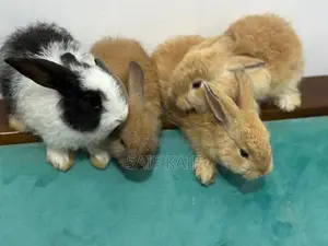 Angora