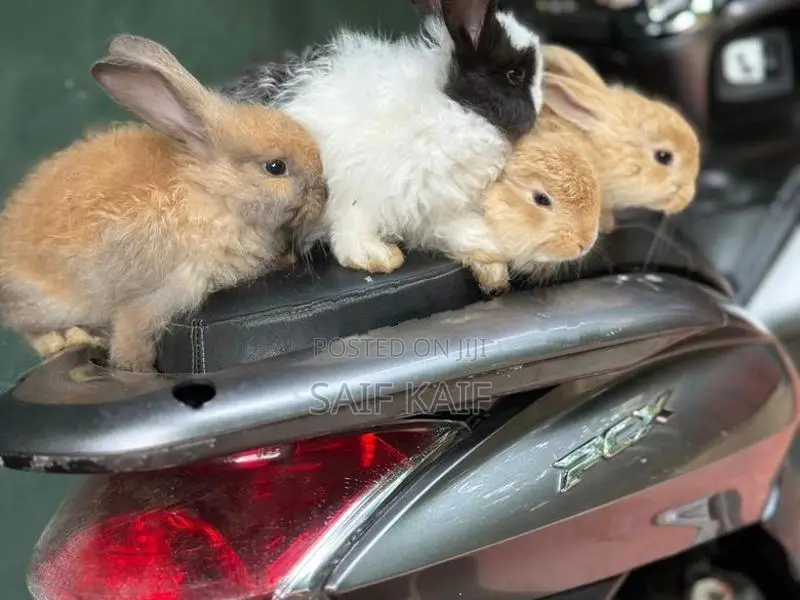 Angora
