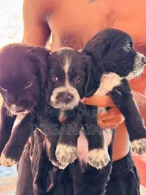 Cocker Spaniel Female Puppy