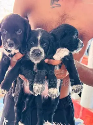 Cocker Spaniel Female Puppy