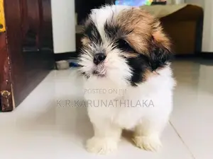 Shih Tzu