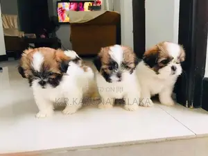 Shih Tzu