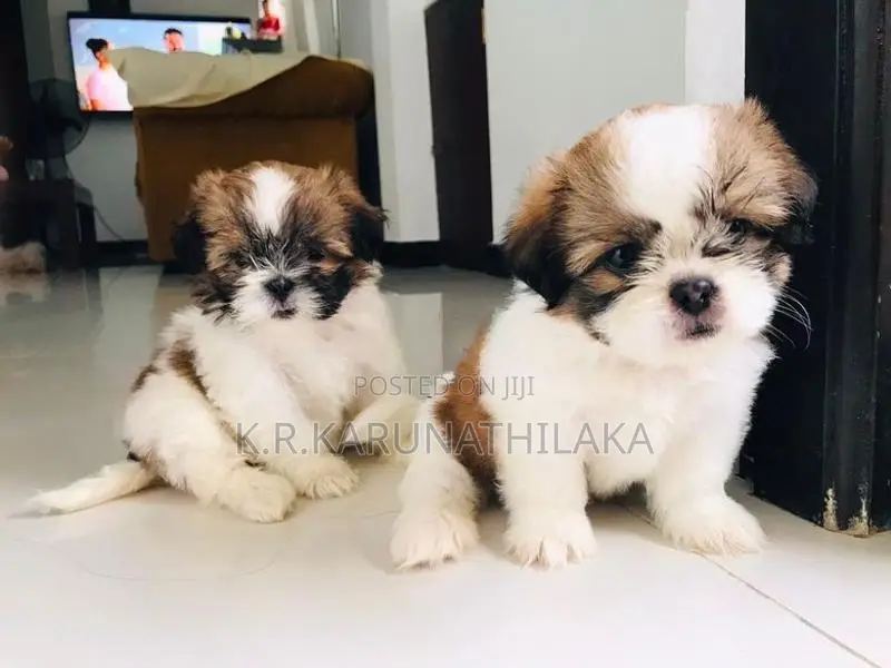 Shih Tzu