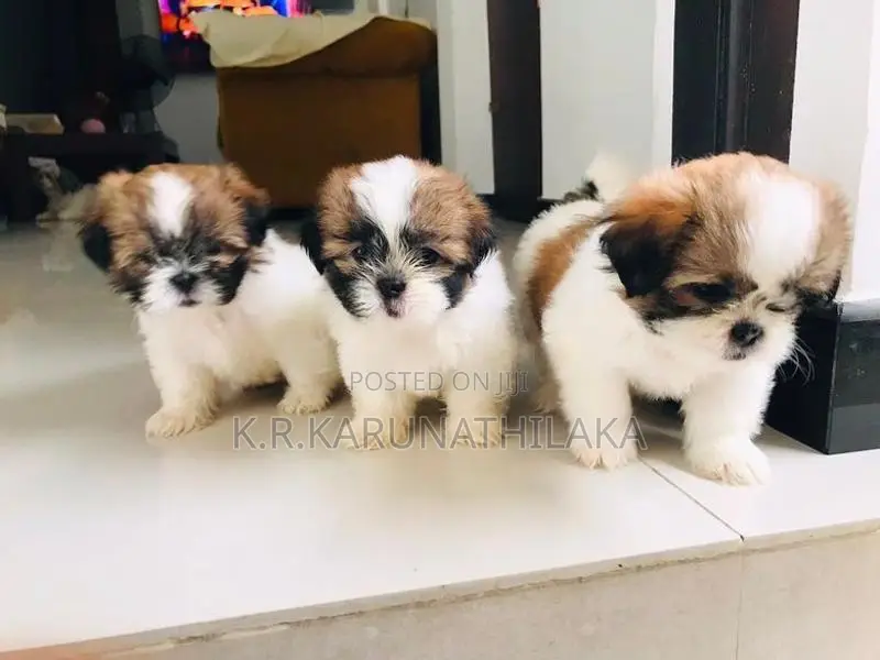 Shih Tzu