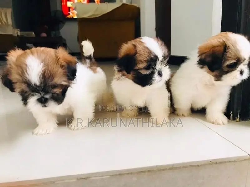 Shih Tzu