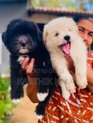 Coton De Tulear