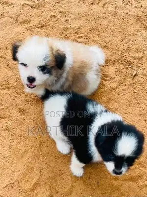 Coton De Tulear