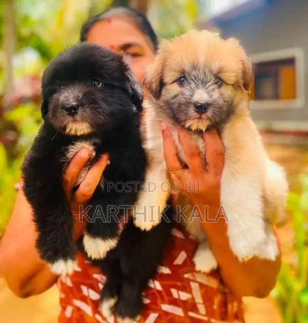Coton De Tulear