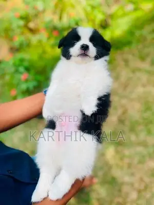 Coton De Tulear