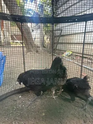 ஊர் கோழி குஞ்சுகள்