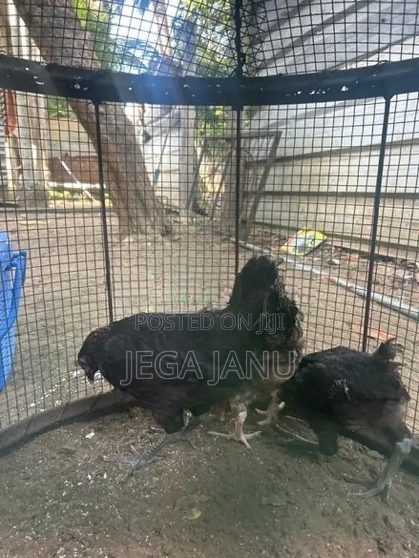ஊர் கோழி குஞ்சுகள்