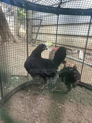 ஊர் கோழி குஞ்சுகள்