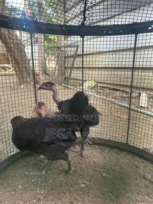 ஊர் கோழி குஞ்சுகள்