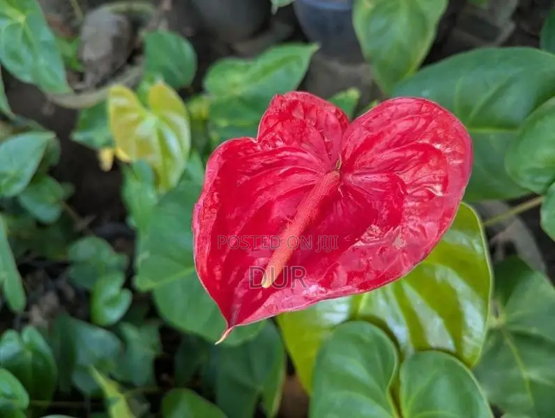 Anthurium Plant
