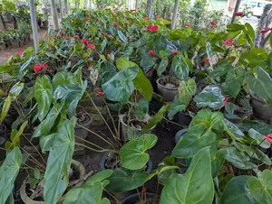 Anthurium Plant