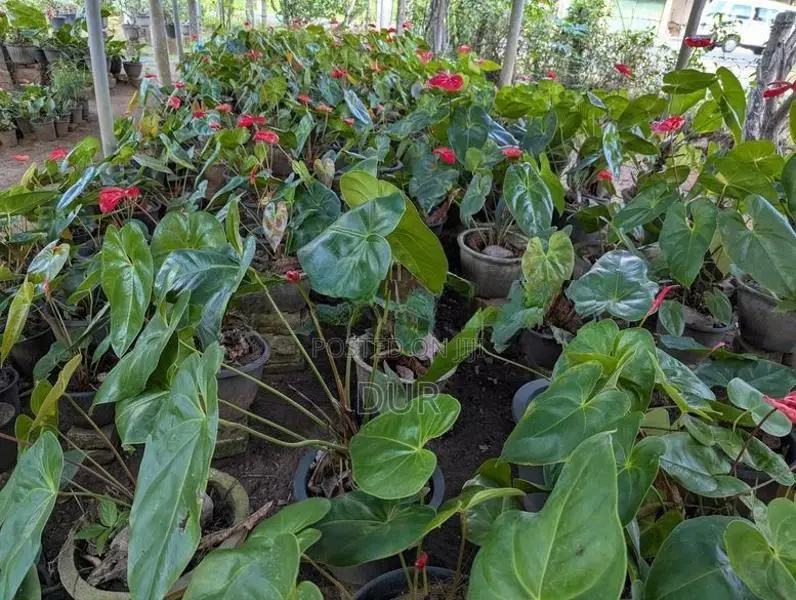 Anthurium Plant