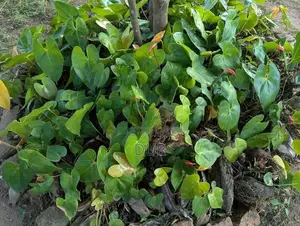 Anthurium Plant