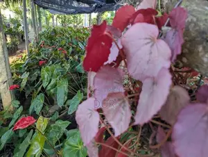 Anthurium Plant